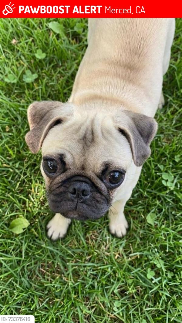 Lost Female Dog last seen W 12th st, Merced, CA 95341