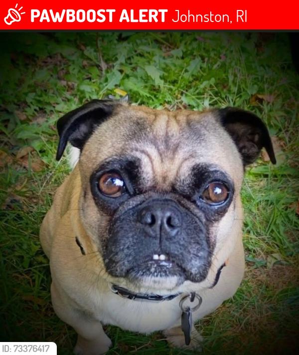 Lost Male Dog last seen Putnam pike, Johnston, RI 02919