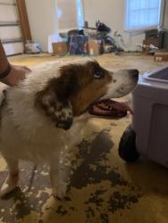 Found/Stray Male Dog last seen Off Cardinal Drive near Golden Coral, Easley, SC 29642