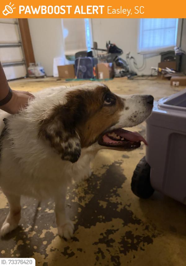 Found/Stray Male Dog last seen Off Cardinal Drive near Golden Coral, Easley, SC 29642