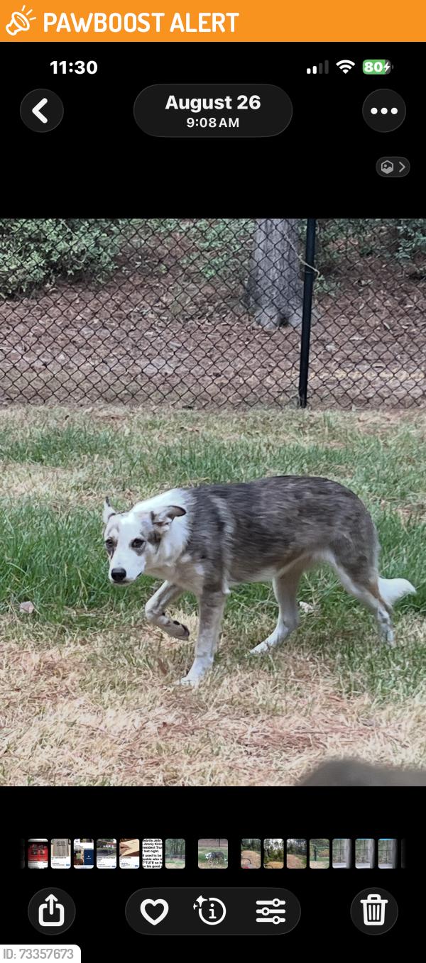 Found/Stray Unknown Dog last seen Green Meadow Trail and Pine Branch Glen, Holly Lake Ranch, TX 75765