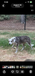 Found/Stray Unknown Dog last seen Green Meadow Trail and Pine Branch Glen, Holly Lake Ranch, TX 75765