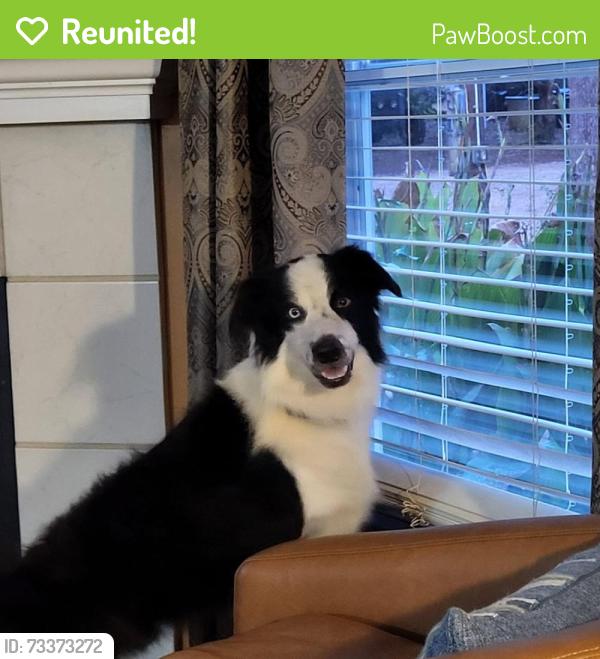 Reunited Male Dog last seen CISD Bus Barn, Cleburne, TX 76033