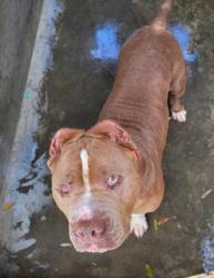 Shelter Stray Male Dog last seen , 1850 W 60th St, Los Angeles, CA 90047, USA