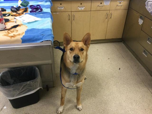 Shelter Stray Male Dog last seen VAN BUREN BLVD/ RUTLIE ST, JURUPA VALLEY,CA, 6851 Van Buren Boulevard, Jurupa Valley, CA 92509, USA