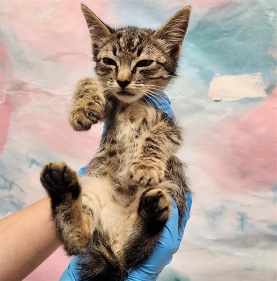 Shelter Stray Female Cat last seen W STOCKTON BLVD / LAGUNA GROVE DR, 9150 Union Park Way, Elk Grove, CA 95624, USA