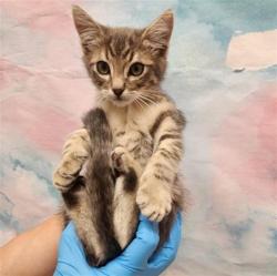 Shelter Stray Male Cat last seen W STOCKTON BLVD / LAGUNA GROVE DR, 9150 Union Park Way, Elk Grove, CA 95624, USA