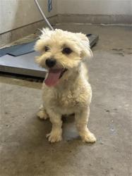 Shelter Stray Male Dog last seen , 600 Aviation Dr, Camarillo, CA 93010, USA