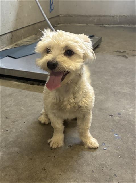 Shelter Stray Male Dog last seen , 600 Aviation Dr, Camarillo, CA 93010, USA
