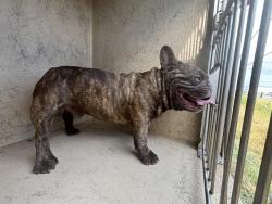 Shelter Stray Unknown Dog last seen Near W RENO AVE EB / S EAGLE LN, OKLAHOMA CITY OK 73128, 2811 SE 29th St, Oklahoma City, OK 73129, USA