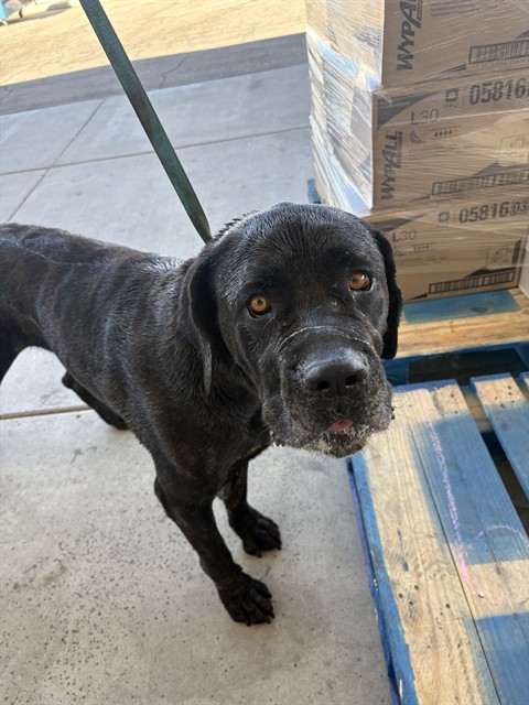 Shelter Stray Male Dog last seen Near BLOCK GARDNER FIELD RD, TAFT CA 93268, 3951 Fruitvale Ave, Bakersfield, CA 93308, USA