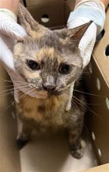 Shelter Stray Female Cat last seen FEDOR DR, 2020 Forest St, Jacksonville, FL 32204, USA