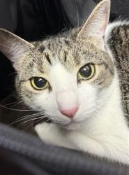 Shelter Stray Female Cat last seen CATOMA ST, 2020 Forest St, Jacksonville, FL 32204, USA