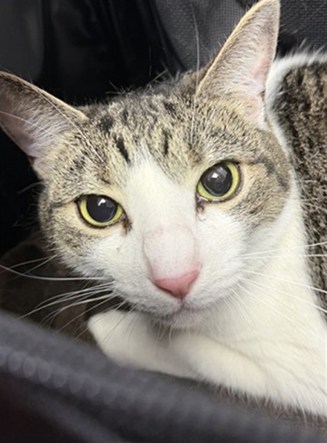 Shelter Stray Female Cat last seen CATOMA ST, 2020 Forest St, Jacksonville, FL 32204, USA
