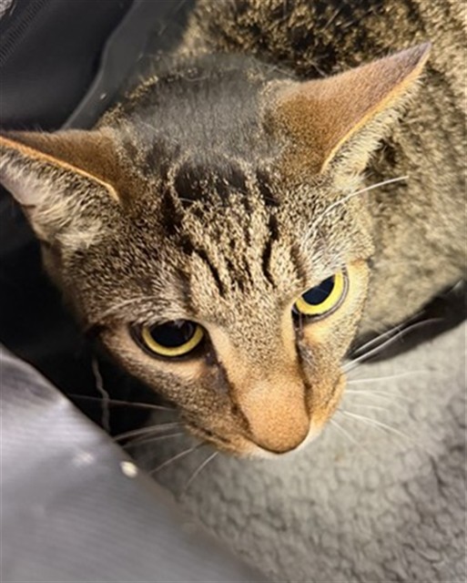 Shelter Stray Male Cat last seen CATOMA ST, 2020 Forest St, Jacksonville, FL 32204, USA