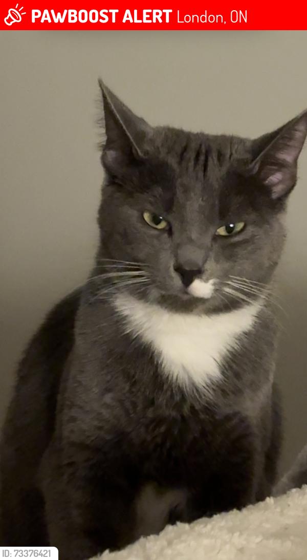 Lost Female Cat last seen central ave, London, ON 