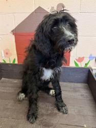 Shelter Stray Female Dog last seen , 31044 Charlie Canyon Rd, Castaic, CA 91384, USA