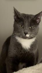 Lost Female Cat last seen central ave, London, ON 