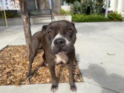 Shelter Stray Female Dog last seen , 957 N Gaffey St, San Pedro, CA 90731, USA