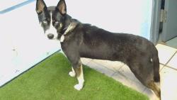 Shelter Stray Female Dog last seen , 216 W Victoria St, Gardena, CA 90248, USA