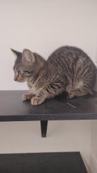 Found/Stray Unknown Cat last seen Roshambo Bev Co, Raleigh, NC 27601