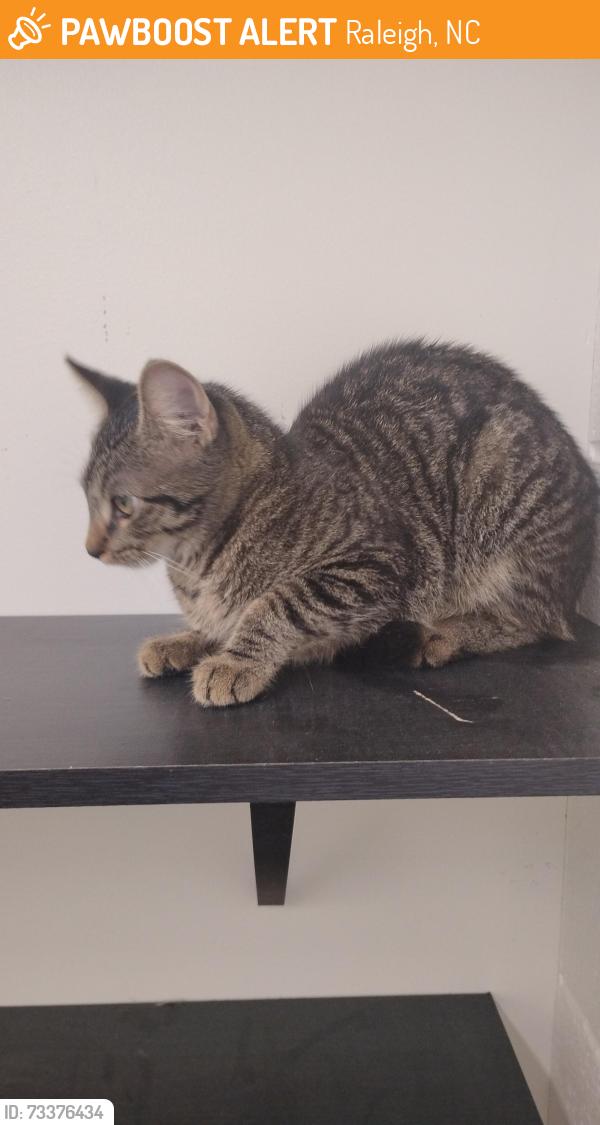 Found/Stray Unknown Cat last seen Roshambo Bev Co, Raleigh, NC 27601
