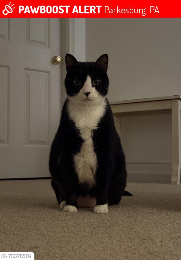 Lost Male Cat last seen 5th avenue, parkesburg, Pa, Parkesburg, PA 19365