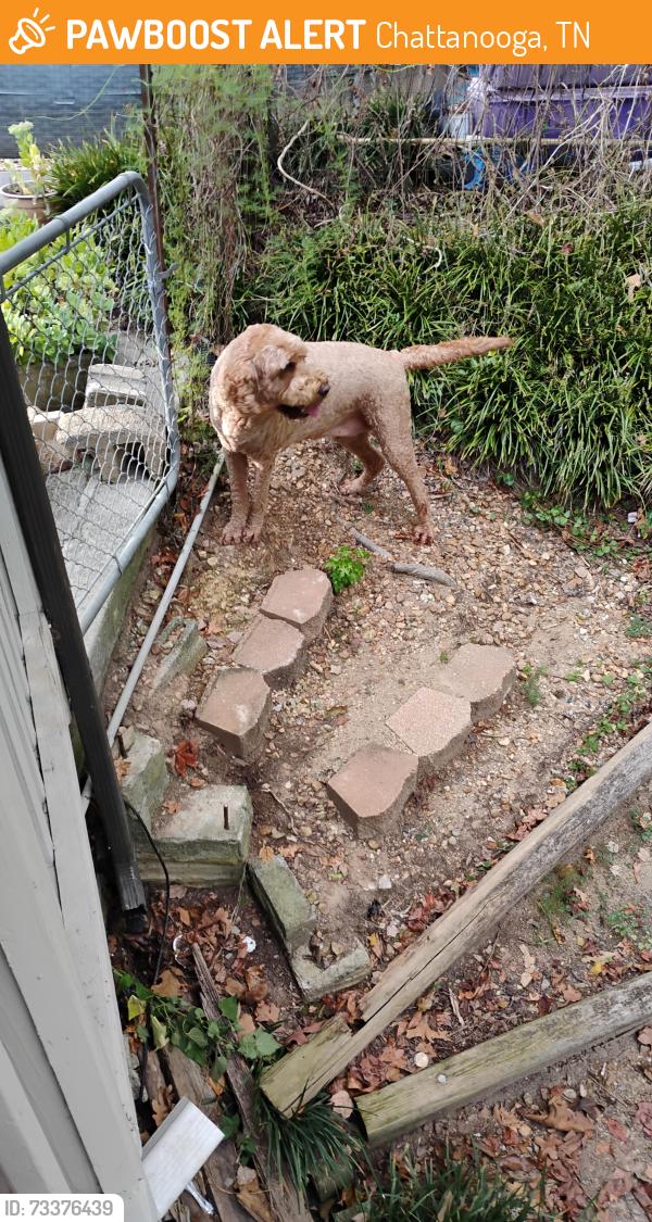 Found/Stray Male Dog last seen On Harrison Pike between Island Oasis gas station and Lake shore ests., Chattanooga, TN 37416