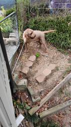 Found/Stray Male Dog last seen On Harrison Pike between Island Oasis gas station and Lake shore ests., Chattanooga, TN 37416