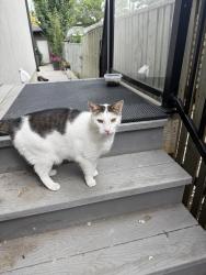 Found/Stray Unknown Cat last seen Near ave and 30 street sw, Calgary, AB T3E 2M2