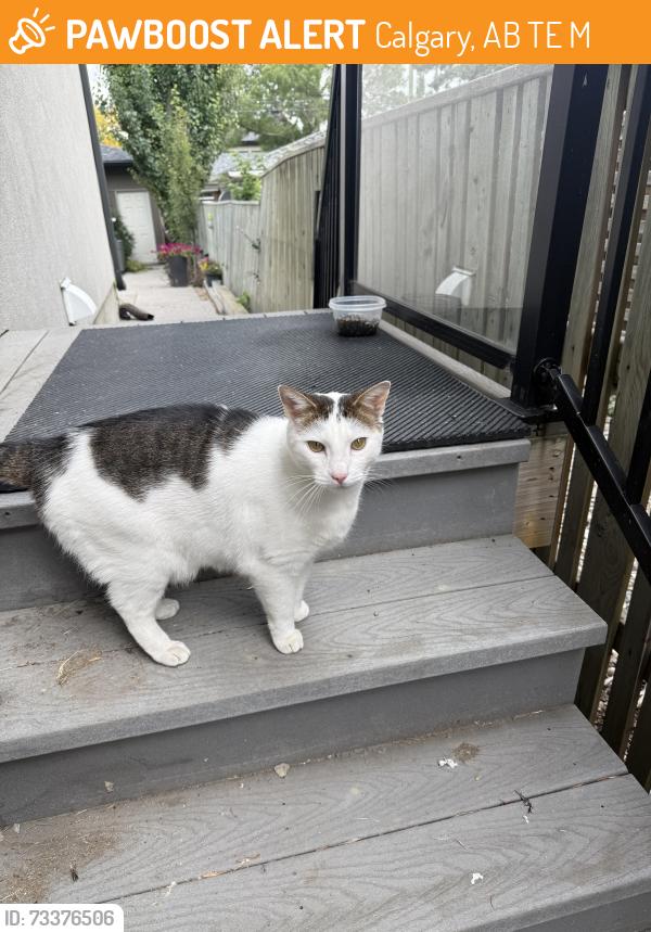 Found/Stray Unknown Cat last seen Near ave and 30 street sw, Calgary, AB T3E 2M2