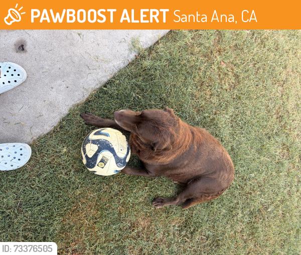 Found/Stray Female Dog last seen Maple and st Gertrude, Santa Ana, CA 92702