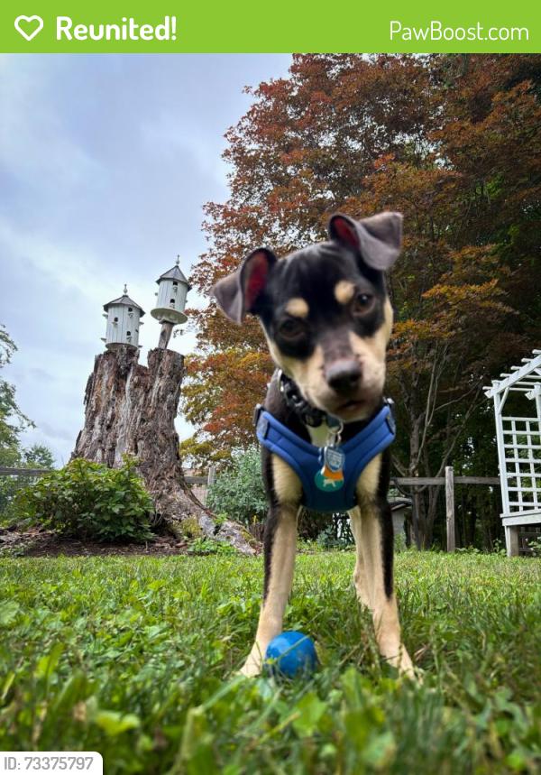 Reunited Male Dog last seen Omaha Ave, Rockaway, NJ 07866