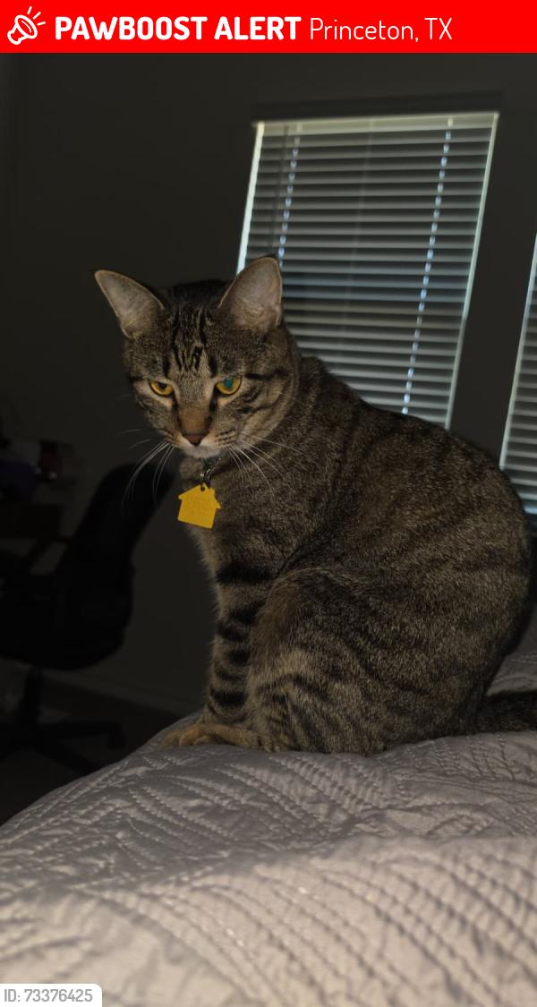 Lost Male Cat last seen Behind 621 Summit Pass lane, Princeton, TX 75407