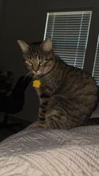 Lost Male Cat last seen Behind 621 Summit Pass lane, Princeton, TX 75407