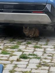 Found/Stray Unknown Cat last seen Our Saviour Lutheran Church, 3301 The Alameda, Baltimore, MD 21218, Baltimore, MD 21212