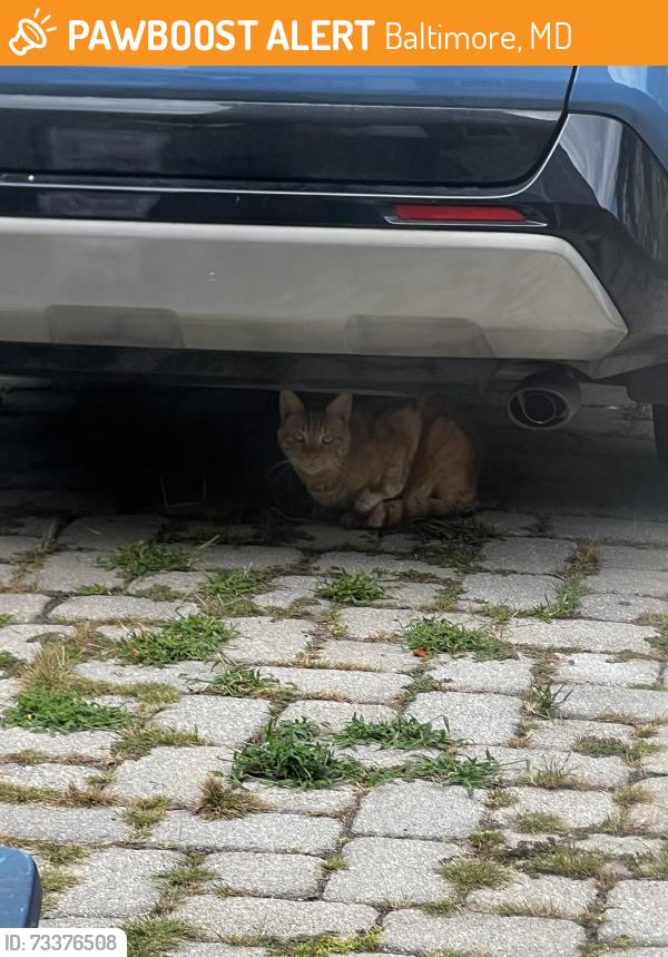 Found/Stray Unknown Cat last seen Our Saviour Lutheran Church, 3301 The Alameda, Baltimore, MD 21218, Baltimore, MD 21212