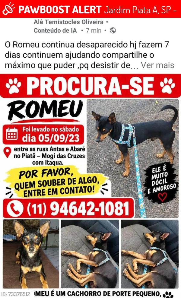 Lost Male Dog last seen abaré 292 Piatã A Mogi das cruzes, Jardim Piata A, SP 08774-060