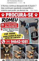 Lost Male Dog last seen abaré 292 Piatã A Mogi das cruzes, Jardim Piata A, SP 08774-060