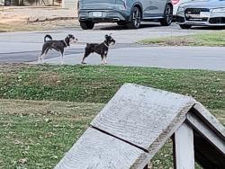 Reunited Male Dog last seen Near Sawyer Markham vfw, Markham, IL 60428