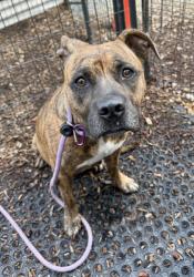 Shelter Stray Female Dog last seen Near Linecrest Rd, 30294, GA, 3280 Chamblee Dunwoody Rd, Chamblee, GA 30341, USA