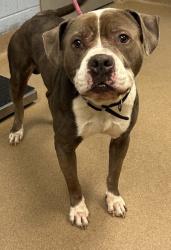 Shelter Stray Male Dog last seen Near Tree Mountain Parkway, 30083, GA, 3280 Chamblee Dunwoody Rd, Chamblee, GA 30341, USA