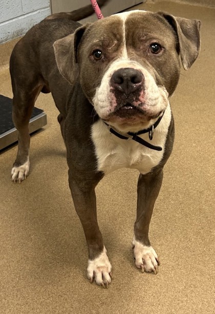 Shelter Stray Male Dog last seen Near Tree Mountain Parkway, 30083, GA, 3280 Chamblee Dunwoody Rd, Chamblee, GA 30341, USA