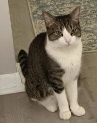 Shelter Stray Male Cat last seen Near Dekalb Industrial Way, Decatur, GA 30033, 30033, GA, 3280 Chamblee Dunwoody Rd, Chamblee, GA 30341, USA