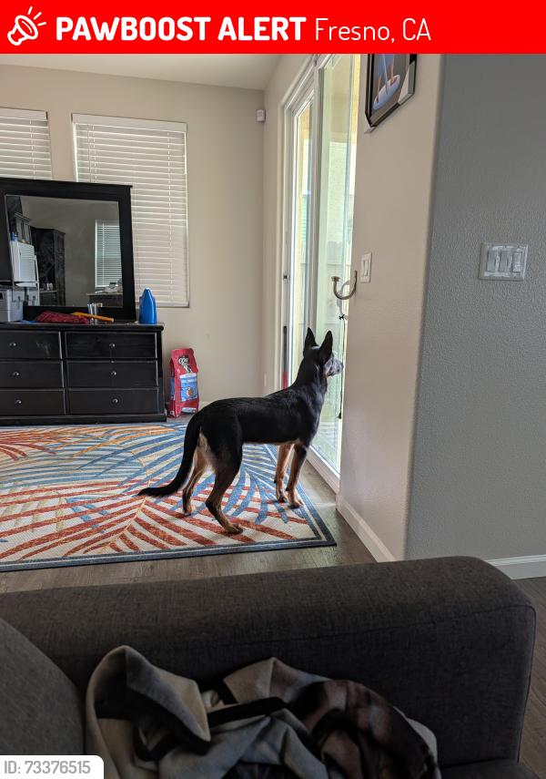 Lost Female Dog last seen Near W Dan Ronquillo Dr, Fresno, CA 93706, Fresno, CA 93706