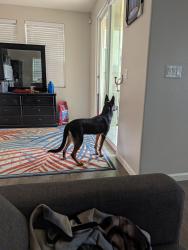 Lost Female Dog last seen Near W Dan Ronquillo Dr, Fresno, CA 93706, Fresno, CA 93706
