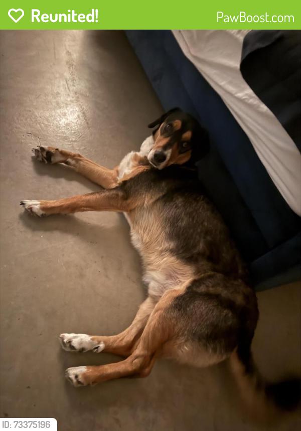 Reunited Male Dog last seen Old Pearland, Pearland, TX 77581