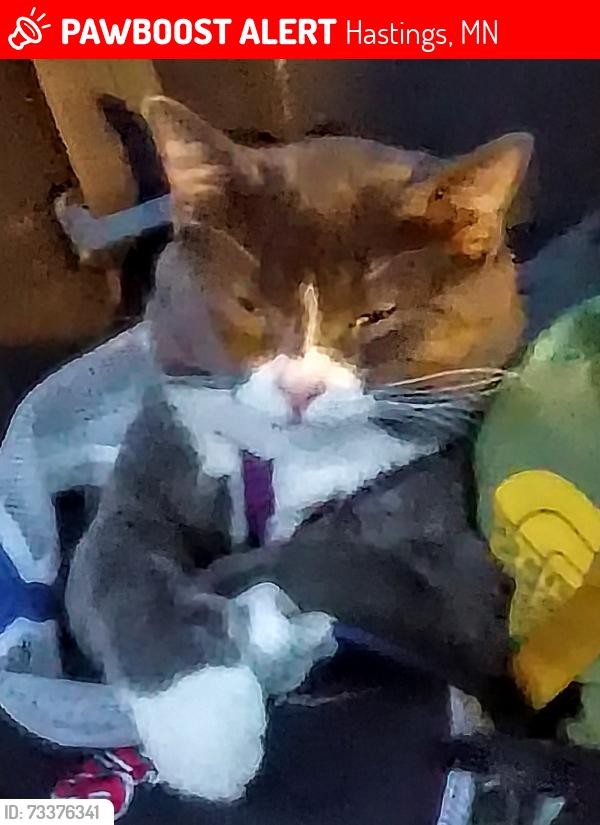 Lost Male Cat last seen Veterans athletic complex, Hastings, MN 55033