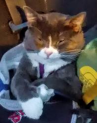 Lost Male Cat last seen Veterans athletic complex, Hastings, MN 55033
