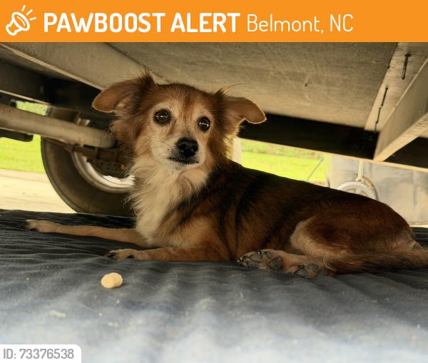 Found/Stray Unknown Dog last seen Southpoint Rd & Canal Rd, Belmont, NC 28012